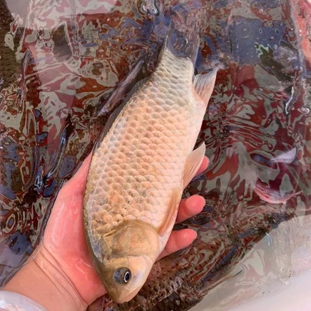 茶阳镇山泉淡水鱼