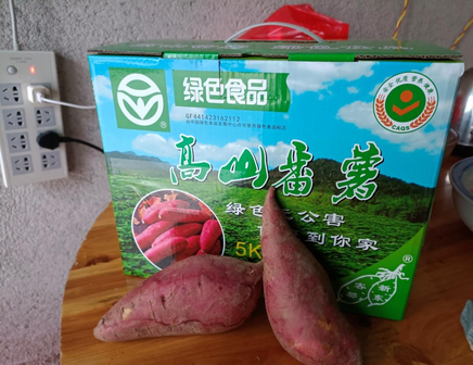 潘田镇新东村高山番薯