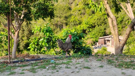 梅州茶阳芦花鸡