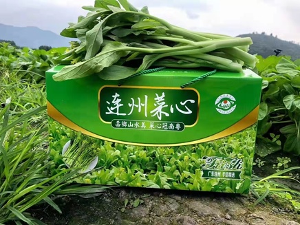 连州菜心